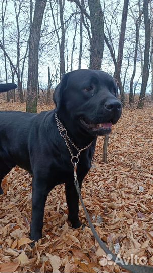 Случка собак лабрадор кобель