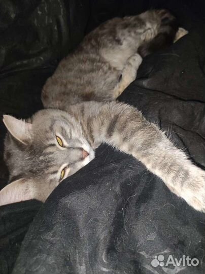 Котик в добрые руки