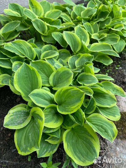 Хосты разных сортов, Борвинок