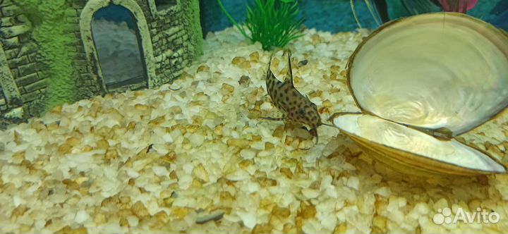 Сом синодонтис