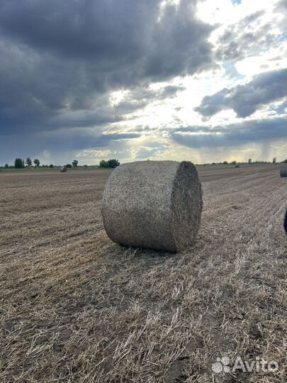 Гороховая солома