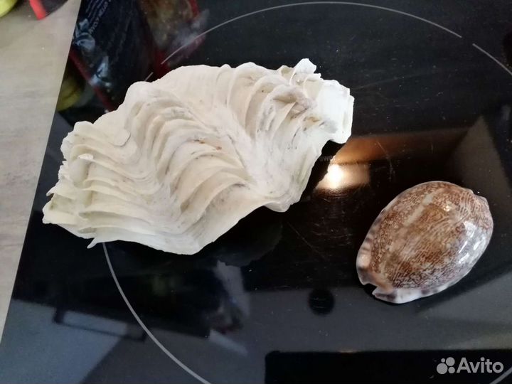 Морские ракушки раковины и для аквариума