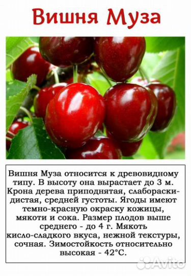 Вишня саженцы