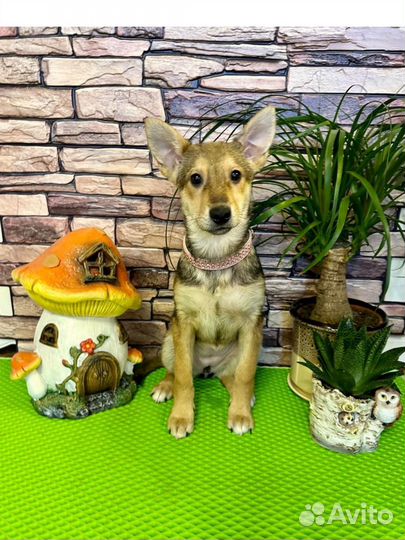 Щенок в добрые руки