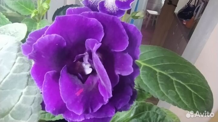 Глоксиния цветущая