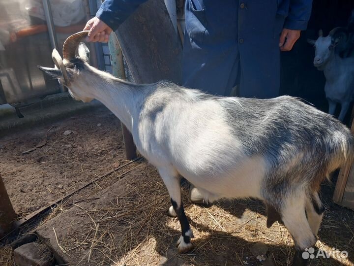 Коза дойная