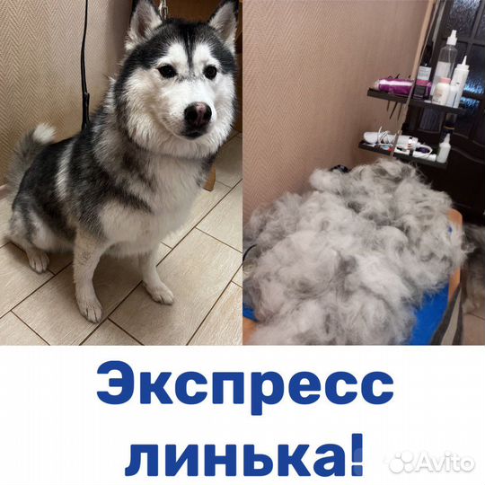 Грумер стрижка собак