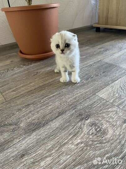 Кошки породистые