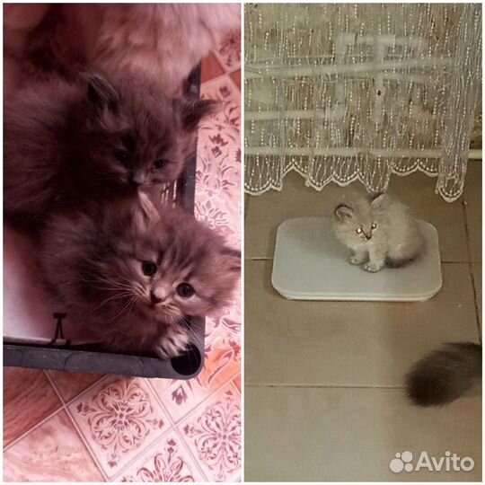 Отдам в добрые руки