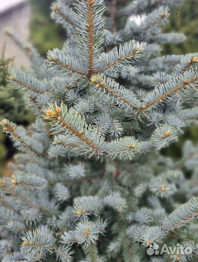 Eль голубая Ольденбург