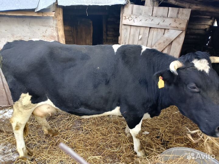 Корова стельная дойная