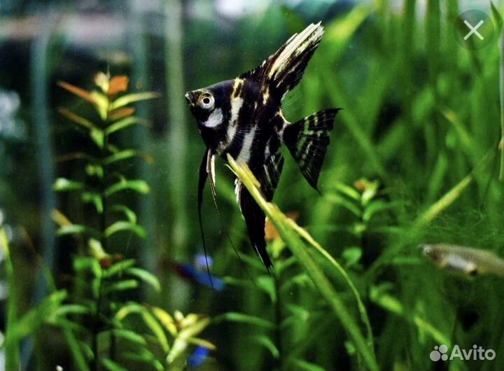 Аквариумные рыбки