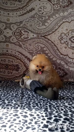 Щенки шпица