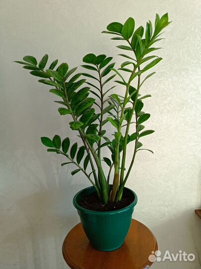 Замиокулькас в горшке, 80см взрослый
