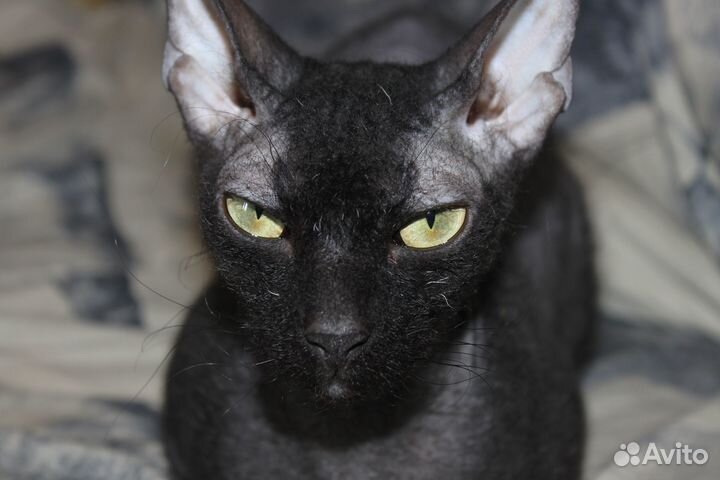 Canon EOS 500D