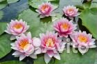 Нимфеи розово-белая