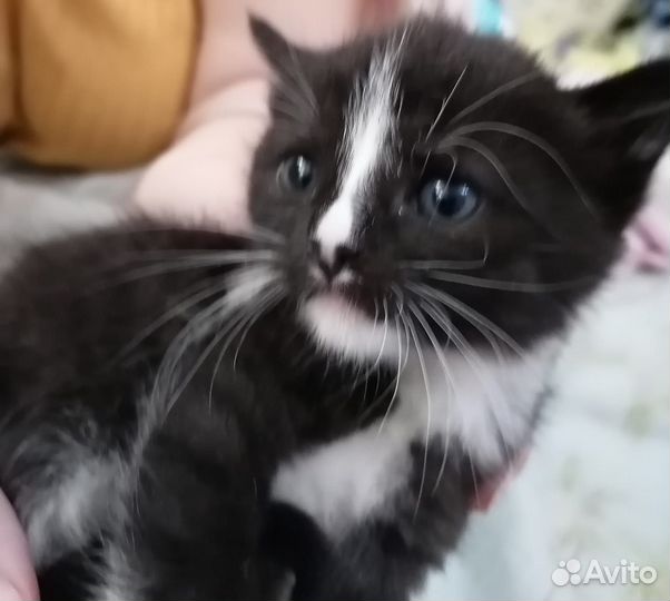 Котята
