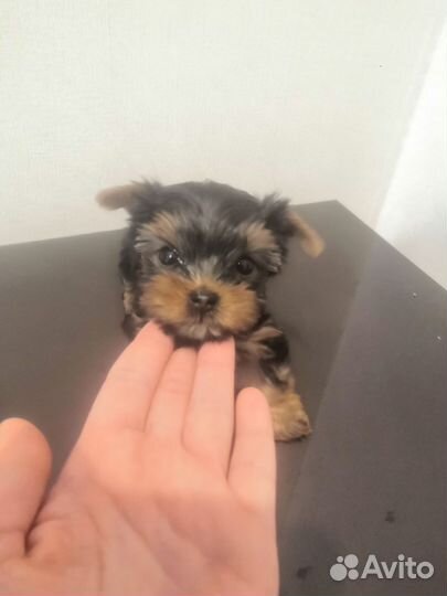 Йоркширский терьер щенки