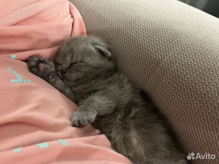 Котята британцы