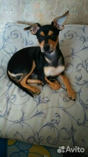 Той-терьер для вязки