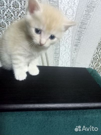 Домашние животные котята