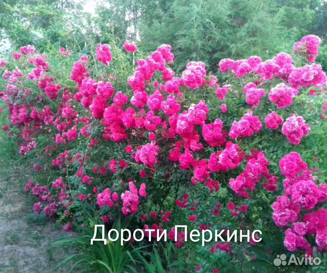 Розы. Корнесобственные саженцы