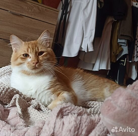 Кот вязка