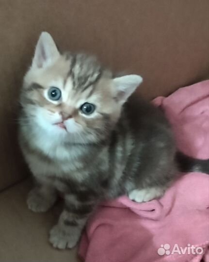 Шотландские котята