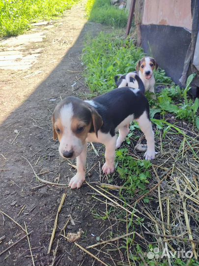 Щенки русской пегой гончей