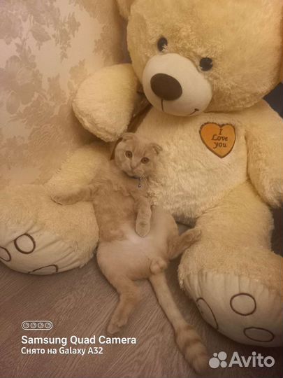 Кот вязка