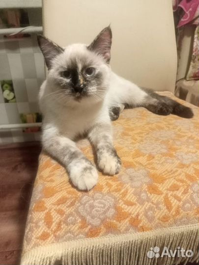 2 Кошечки в добрые руки