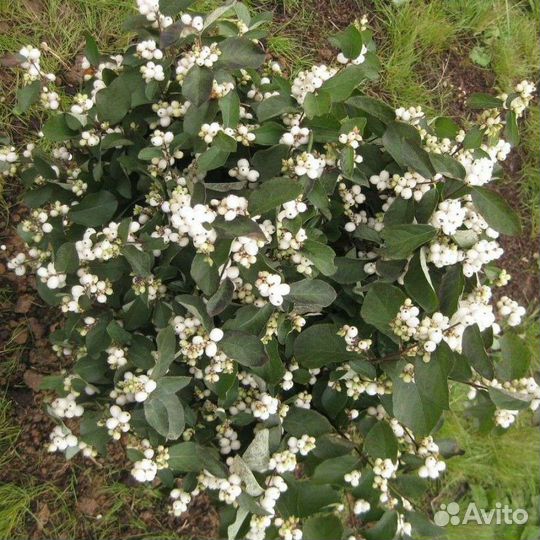 Куст Снежноягодника