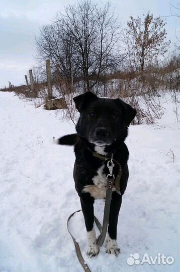 Дружелюбный песик в добрые руки