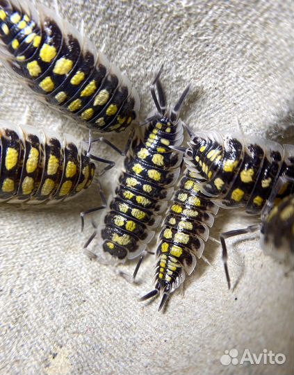 Мокрицы декоративные