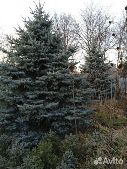 Саженцы Голубой Ели и Туи Колоновидной