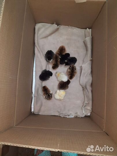 Цыплята и доминанты по заказ, подрошеные