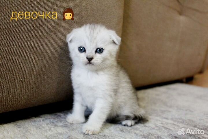 Шотландская