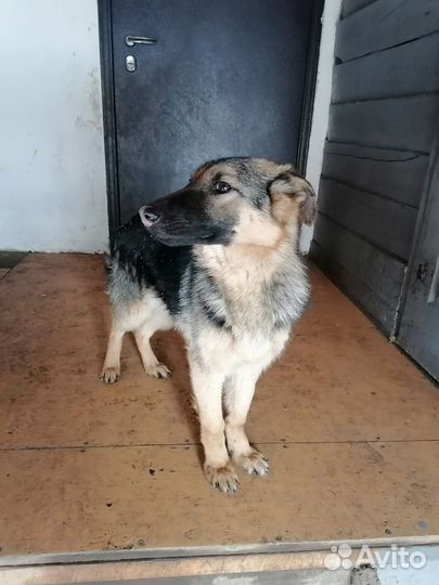 Собака немецкая Овчарка