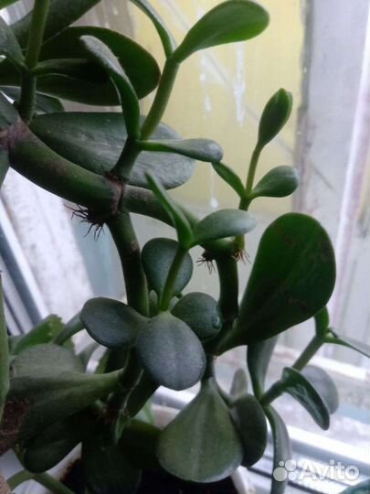 Цветы. Толстянка, фиалки, финики, алоэ