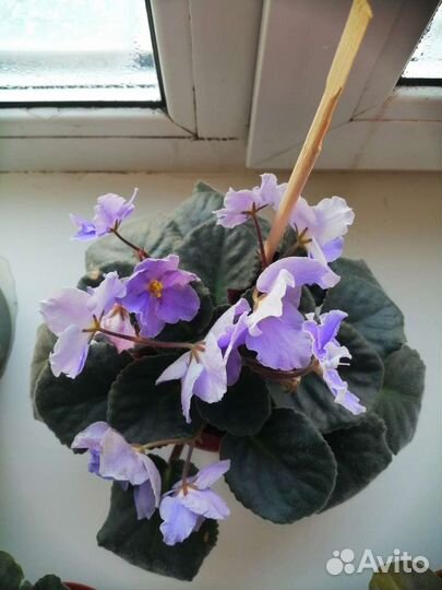 Фиалки, глоксинии, тидии