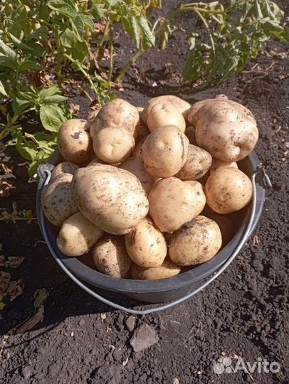 Баклажаны, помидоры, картофель, огурцы, кабачки