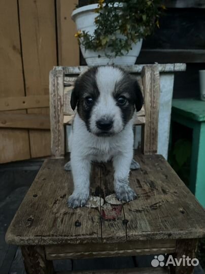 Щенки в добрые руки бесплатно