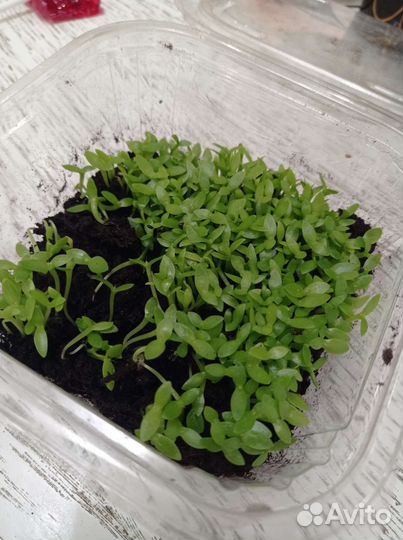 Рассада питахайи