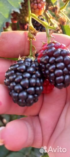 Саженцы ежевики безшиповой