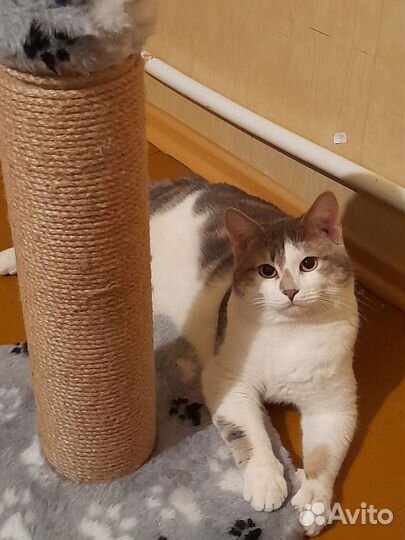 Кошка в дар бесплатно