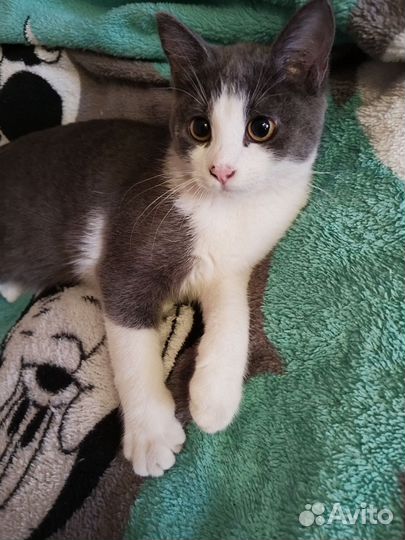 Отдаем в добрые руки