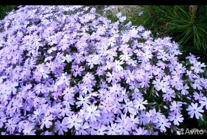 Флокс шиловидный