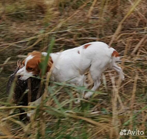 Бретонский эпаньоль