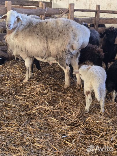 Баран гисар