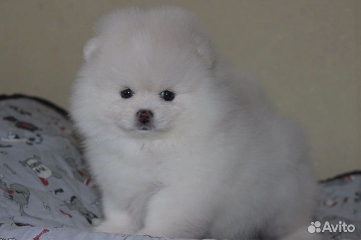 Померанский шпиц